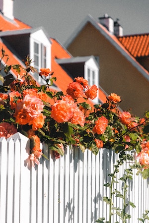 a white fence in front of red flowers